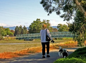 Walking SF Bay Trail with the dogs. Oracle Bridge is in the background.